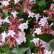 Abelia grandifl. 'Francis Mason' GM 2,0L