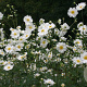 Anemone hyb. 'Whirlwind' GM P9
