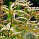 Aruncus 'Horatio' GM 2,0L