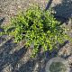 Berberis verruculosa 30-40 cm 3,0L