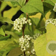 Callicarpa bod. Magical Snow Queen 30-40 cm 3,0L