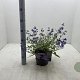 Caryopteris cland. 'Heavenly Blue' 30-40 cm 3,0L