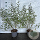 Caryopteris cland. 'Heavenly Blue' GM 2,0L