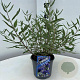 Caryopteris cland. 'Heavenly Blue' GM 2,0L