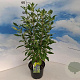 Caryopteris cland. 'Inoveris' 30-40 cm 3,0L
