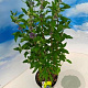 Caryopteris cland. 'Inoveris' 30-40 cm 3,0L