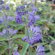 Caryopteris cland. 'Kew Blue' GM 1.5