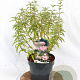 Caryopteris cland. Stephi 30-40 cm 3,0L