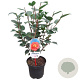 Camellia j. 'Blood of China' 40-50 cm 3,0L