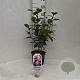 Camellia j. 'Bonomiana' 40-50 cm 3,0L