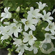 Campanula lact. 'White Pouffe' GM P9