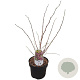 Cercis chinensis 'Avondale' 40-50 cm 5,0L
