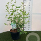Ceanothus del. 'Gloire de Versaille 40-60 cm 3,0L