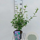 Ceanothus del. 'Gloire de Versaille 40-60 cm 3,0L