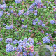 Ceanothus 'Dark Star' 30-40 cm 3,0L