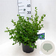 Ceanothus griseus 'Yankee Point' 40-50 cm 5,0L
