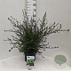 Ceanothus thyr. 'Millerton Point' 30-40 cm 5,0L struik