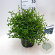 Ceanothus thyrsiflorus repens 40-50 cm 5,0L