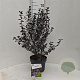Ceanothus 'Tuxedo' 40-50 cm 5,0L