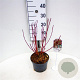 Cornus alba 'Siberian Pearls' 30-40 cm 3,0L