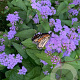 Conoclinium coelestinum 'Corey' GM P9