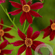 Coreopsis 'Limerock Ruby' GM P9