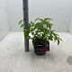 Deutzia hybrida 'Tourbillon Rouge' 30-40 cm 3,0L