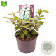 Elaeagnus ebbingei 30-40 cm 3,0L