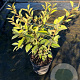 Elaeagnus ebbingei 30-40 cm 3,0L