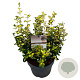 Euonymus fort. 'Interbolwi' 30-40 cm 5,0L struik