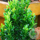 Euonymus jap. Green Millenium 30-40 cm 3,0L
