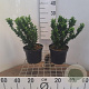 Euonymus jap. 'Green Spire' 30-40 cm 3,0L