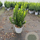 Euonymus jap. 'Green Spire' 30-40 cm 3,0L