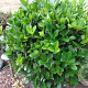 Euonymus jap. 'Microphyllus' 30-40 cm 3,0L