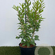 Forsythia int. 'Spectabilis' 30-40 cm 3,0L