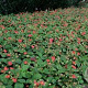 Fragaria 'Stickbolwi' GM P9