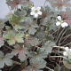 Geranium 'Sanne' GM P9