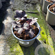 Heuchera 'Obsidian' GM 2,0L