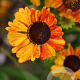 Helenium 'Sahin's Early Flowerer' GM P9