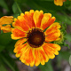 Helenium 'Sahin's Early Flowerer' GM P9
