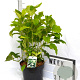 Hydrangea a. 'Annabelle' 40-50 cm 5,0L