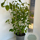 Hydrangea a. 'Annabelle' 40-50 cm 5,0L