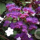 Hydrangea asp. 'Rosemary Foster' 30-40 cm 3,0L