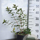 Hypericum dummeri 'Peter Dummer' GM 1.5