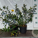 Hypericum 'Hidcote' GM 2,0L