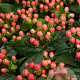 Hypericum Miracle Blossom 30-40 cm 3,0L