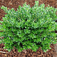 Ilex crenata 'Green Lustre' 40-50 cm 5,0L