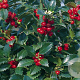 Ilex meserv. 'Hachfee' 40-50 cm 5,0L