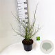 Kerria jap. 'Pleniflora' 40-50 cm 5,0L