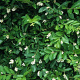 Ligustrum obtusifolium 40-60 cm 3,0L